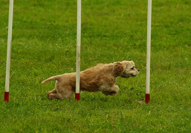 psí agility